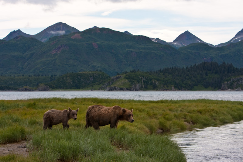 Grizzly Bear Sow And Cub